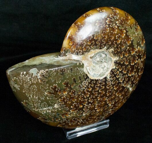 Wide Cleoniceras Ammonite - Madagascar #5245